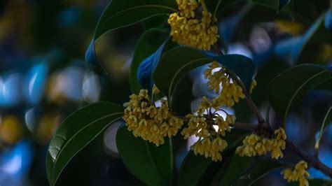 探花蜂蝶意思|赏灯诗